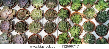 cactus is a member of the plant family Cactaceae within the order Caryophyllales