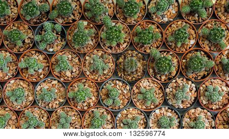 Cactus Is A Member Of The Plant Family Cactaceae Within The Order Caryophyllales