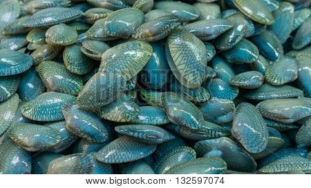 surf clam is a medium-sized marine clam or bivalve mollusc commonly found in the waters