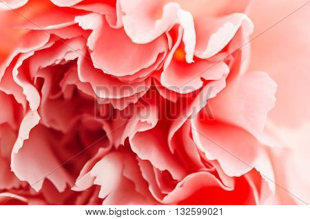 variegated pink and orange carnation natural floral macro background