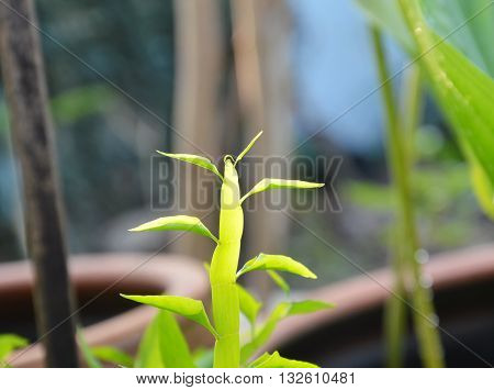 centipede plant in garden on the morning