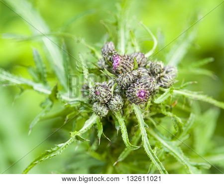 detail shot of some some fresh young thistle buds in green leavy ambiance