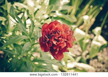 Vintage red peony close up. Flowers in a Garden