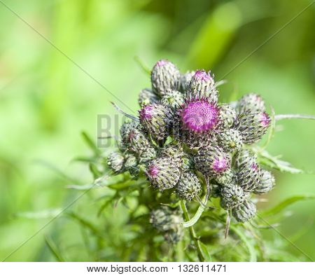 detail shot of some some fresh young thistle buds in green leavy ambiance