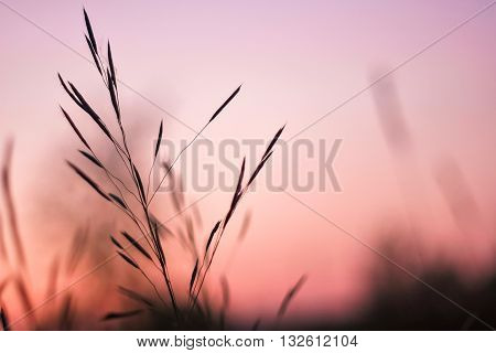 Beautiful serene waving reed in the sunlight. MAcro grass