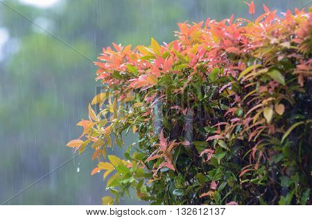 Pre-Monsoon summer heavy rains over the tropical garden..