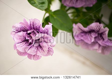 Closeup of colorful petunia flowers in vintage style. Solanaceae