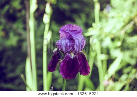 iris flowers in vintage style in my garden