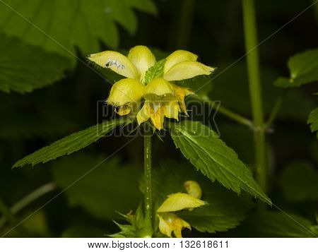 Yellow archangel or artillery plant Lamium Galeobdolon flowers and leaves close-up selective focus shallow DOF