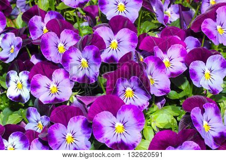 purple pansies in the summer sunshine (viola tricolor )