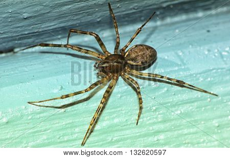 common garden spider in the summer sunshine