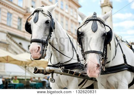 Horse-drawn Carriagein Vienna, Austria