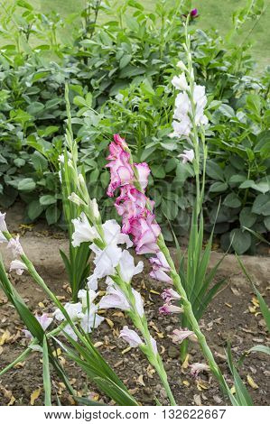 Red And White Gladiolas In The Fields