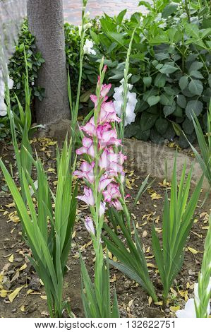 Plants Of Gladiolas Flowers