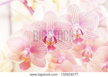 Beautiful purple orchid phalaenopsis orchid blurry background