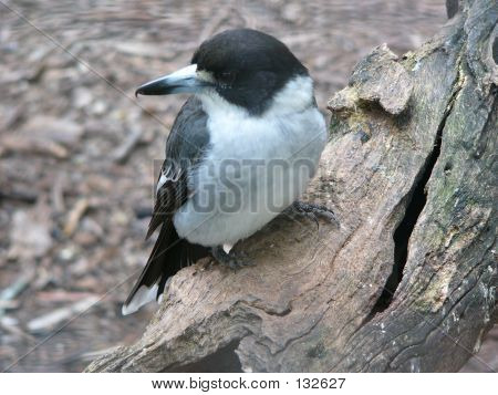 푸 줏 간 주인 새