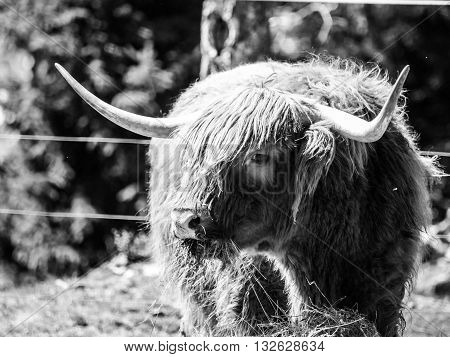 Scottish highland cow with long horns eats in the farm . Black and white image.