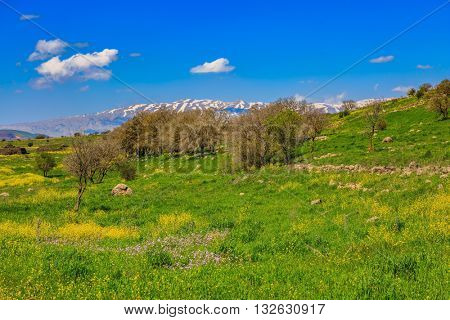Flowering Golan Heights in a beautiful sunny day. On the horizon is visible snowy peak of Mount Hermon