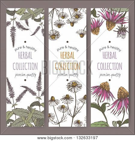 Set of three color vector herbal tea labels with peppermint, chamomile and echinacea based on hand drawn sketch.
