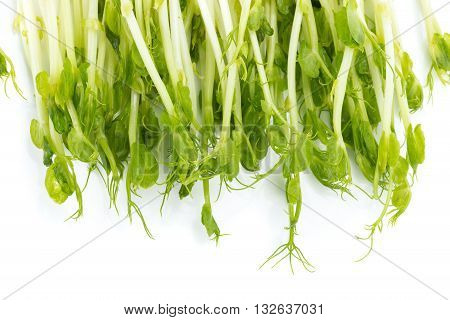 Snow Pea Sprouts On White Background