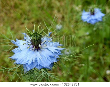 Close up of a Cornflower (Centaurea cyanus) growing wild in a meadow