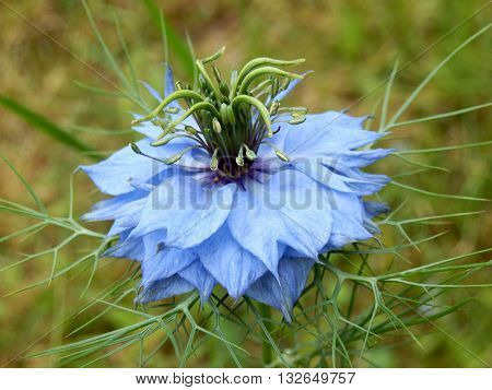Close up of a Cornflower (Centaurea cyanus) growing wild in a meadow