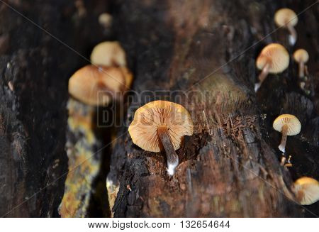Cluster of enchanted orange fungi growing on a mossy tree trunk