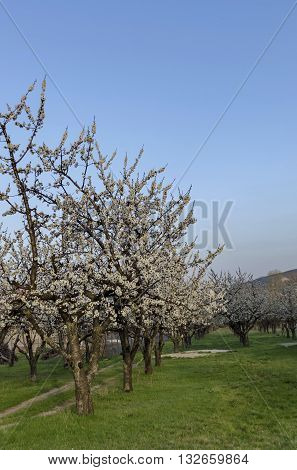 Cherry orchard in blossom through springtime, look from near, Pancharevo, Bulgaria