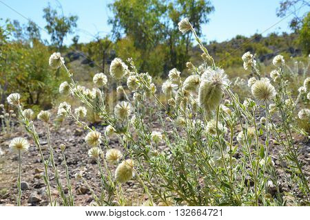 Fluffy Feather heads (Ptilotus macrocephalus) in outback Australia