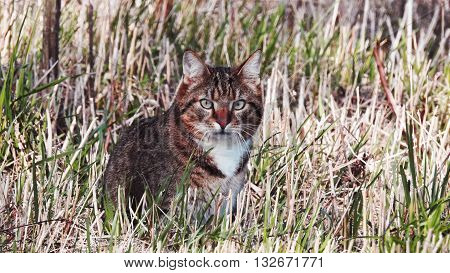 Young cat in wild.  Seating in grass