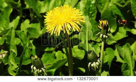 Spring day. Yellow dandelion on green background.