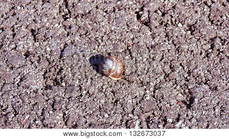 Snail on brown road. Macro, isolated. Day