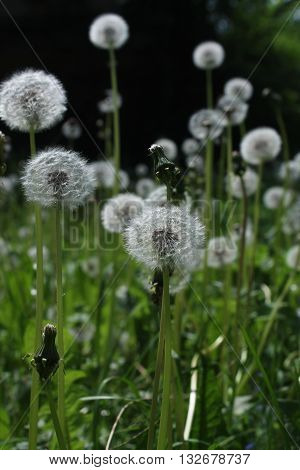 light airy spheres of blossom dandelion flowers in summer field