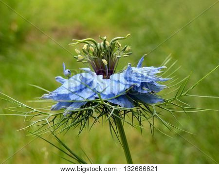 Close up of a Cornflower (Centaurea cyanus) growing wild in a meadow