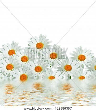 daisies summer white flower isolated on white background. White flowers