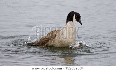 Isolated image of the expressively swimming Canada goose in the lake