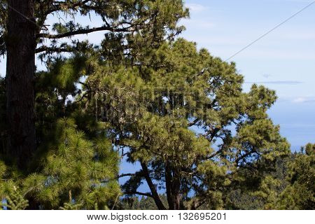 Canarian pines, pinus canariensis in Tenerife, road to Teide volcano. La caldera