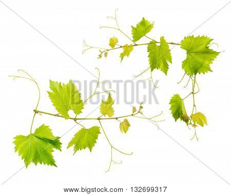 Grape vine leaves isolated on white background. Fresh green leaves. Vine sprig