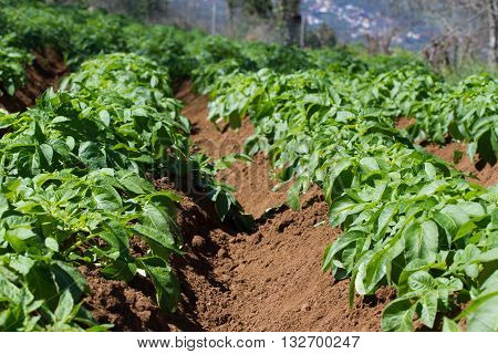 Field of potato haulm in Tenerife rural place, Canarian domestic product