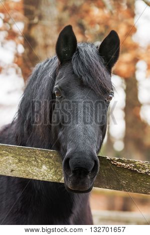 Black horse looking over fence with fall background