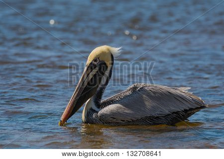 Pelican floating on water in ocean at dusk.