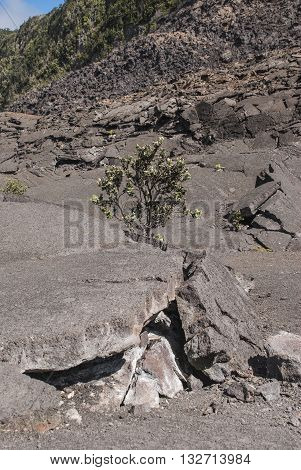 Surface of the Kilauea Iki Crater in Volcanoes National Park in Hawaii United States.