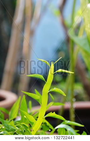 centipede plant in garden on the morning