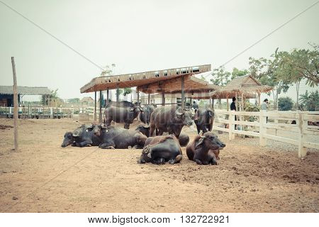 Murrah Buffalo