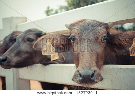 Murrah Buffalo