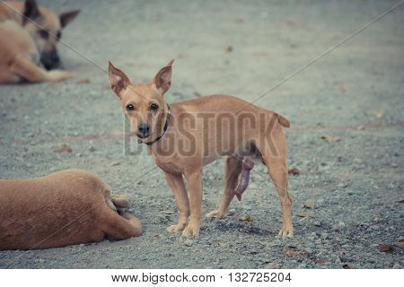Thai Brown Dog