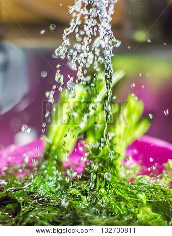 Wash fresh parsley dill shower kitchen dishes fresh herbs wash water spray