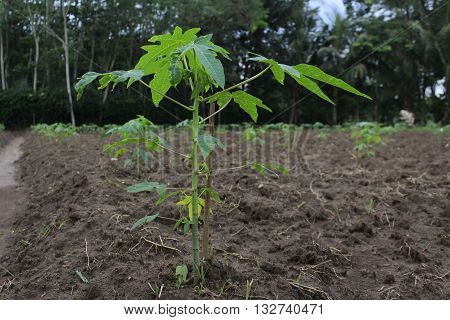 The rainy season is a season that is suitable for growing vegetables and fruits, such as papaya tree that thrives in plantations Elo, Mendut, Possibly, Magelang, Central Java, Indonesia