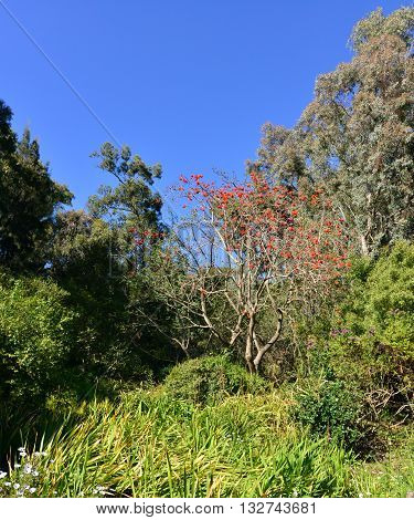 Rayol Canadel sur Mer France - april 18 2016 : the estate Rayol garden in spring