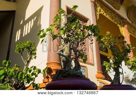 Potted Plants At The Templeoid Church, Under Sunny Sky.mui Ne, Vietnam.